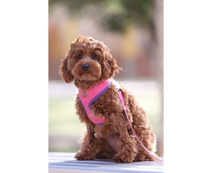 Daisy school therapy dog sitting on a bench