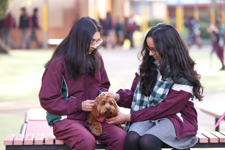 two female students patting Daisy the school therapy dog
