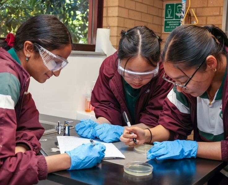 Students engaged in a science experiment using Agar plates